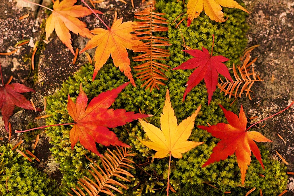 Fotor_157451511378782