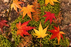 Fotor_157451511378782