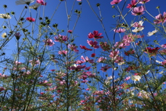 秋桜が満開です。