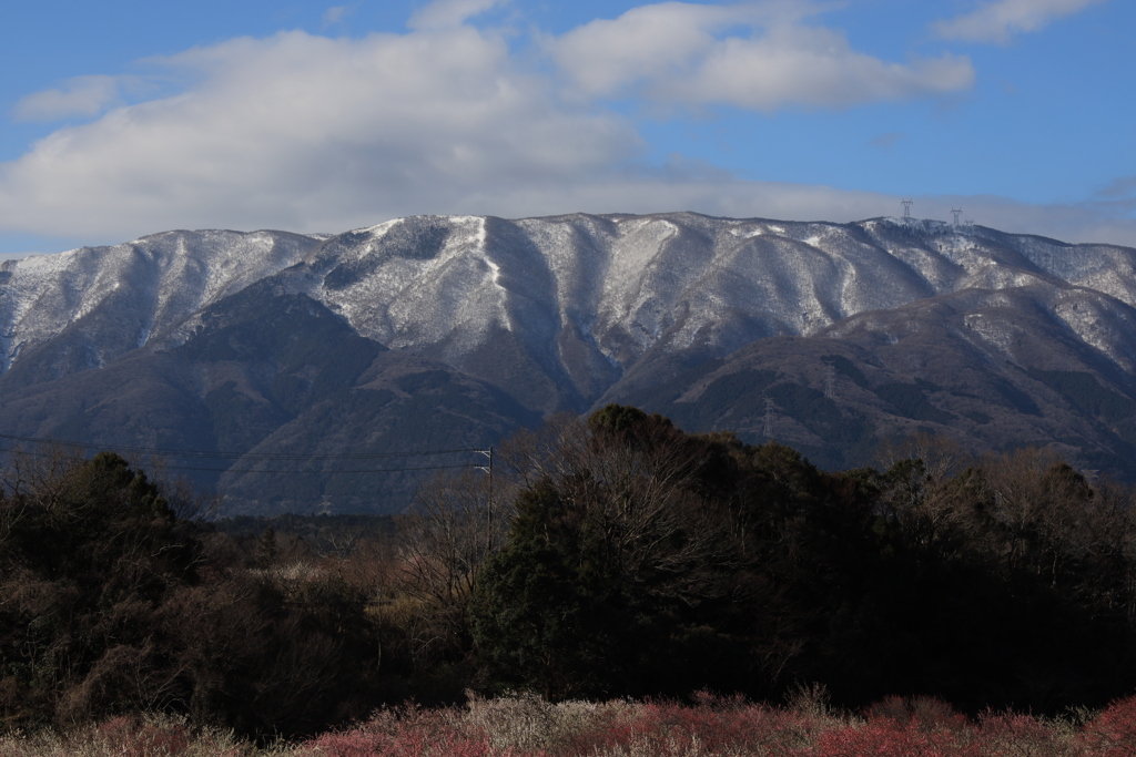 梅が満開でした。