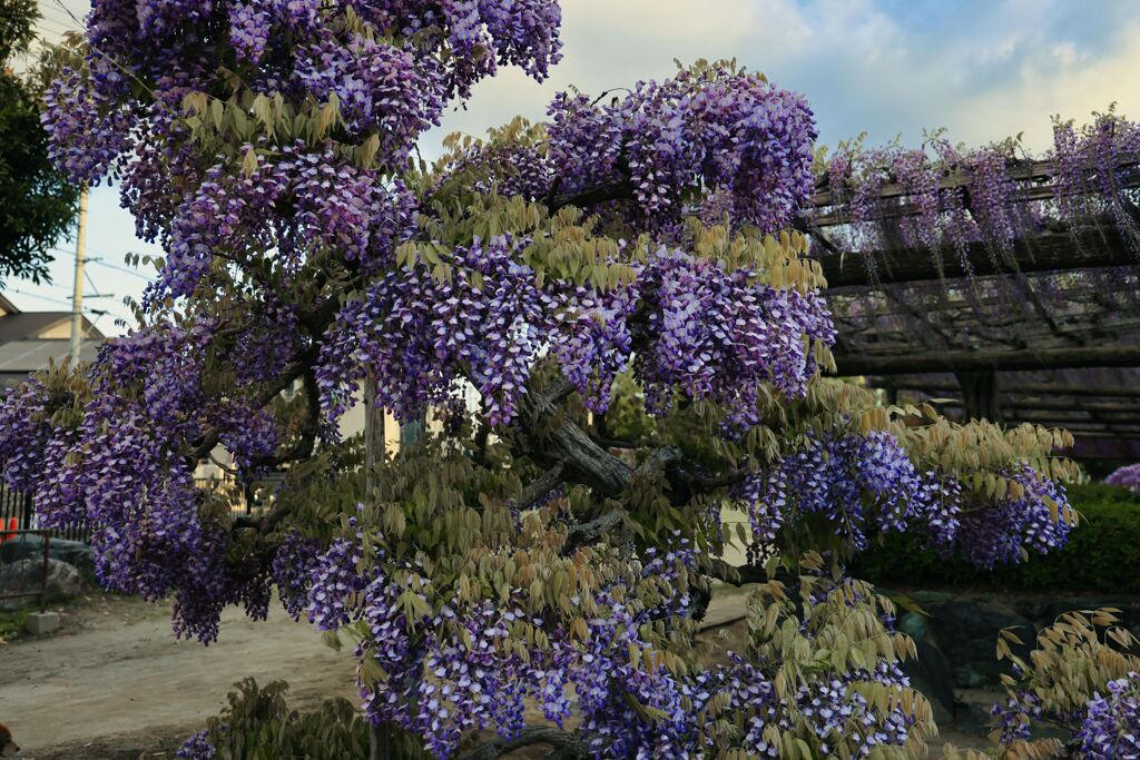 天王川公園の藤