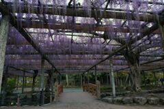 天王川公園の藤