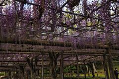 天王川公園の藤
