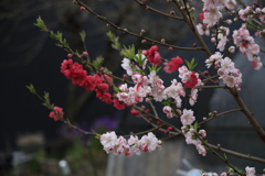 いよいよ春到来ですね。
