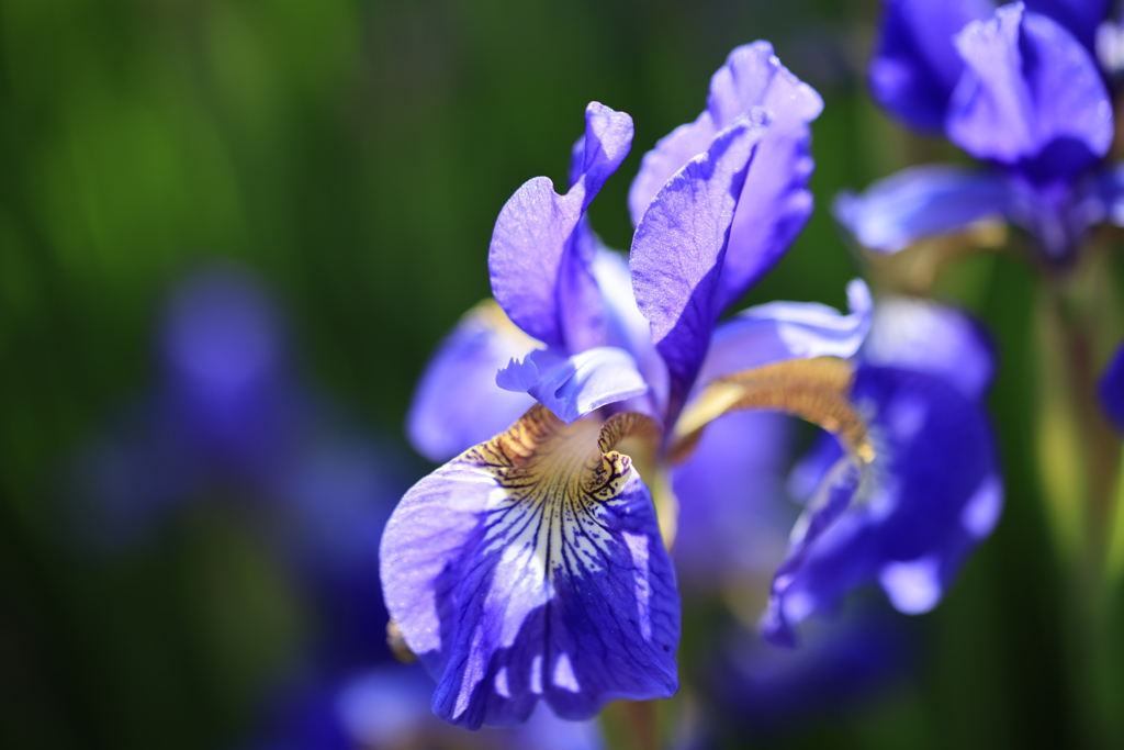 自宅の庭のひと時