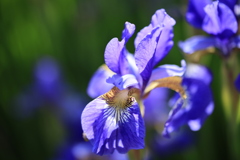 自宅の庭のひと時