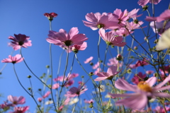 秋桜が満開です。