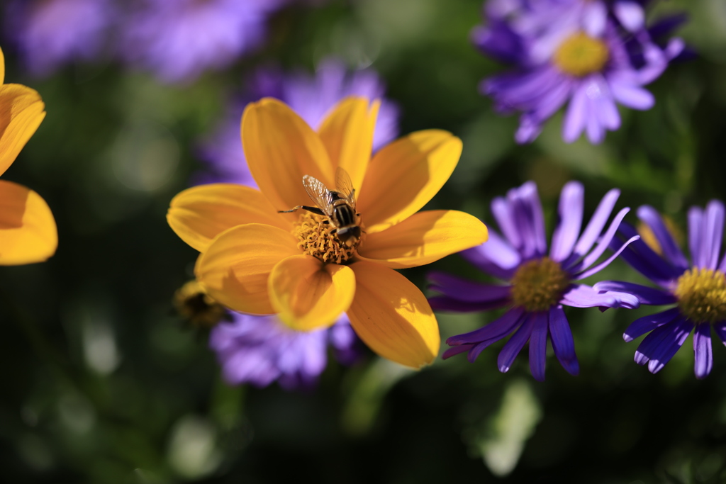 自宅の庭のひと時