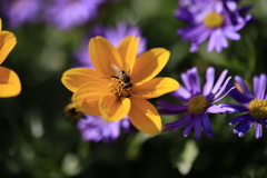 自宅の庭のひと時