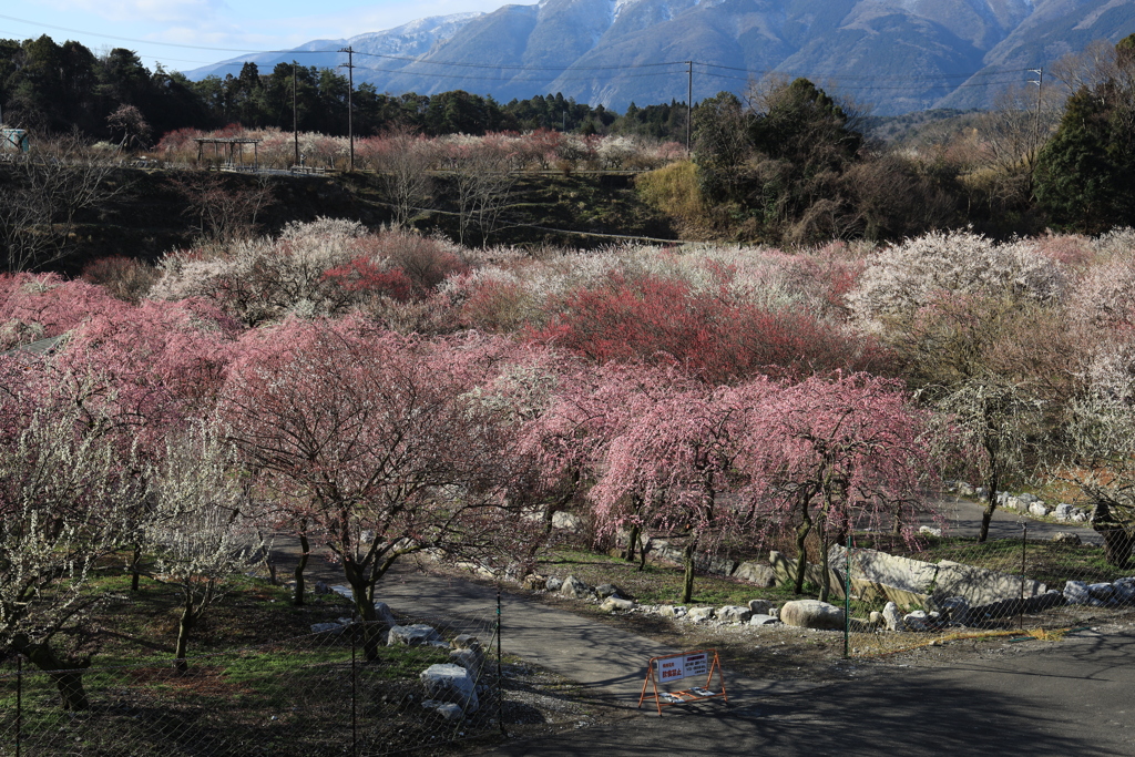 梅が満開でした。