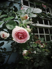 rose garden