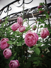 ROSES
