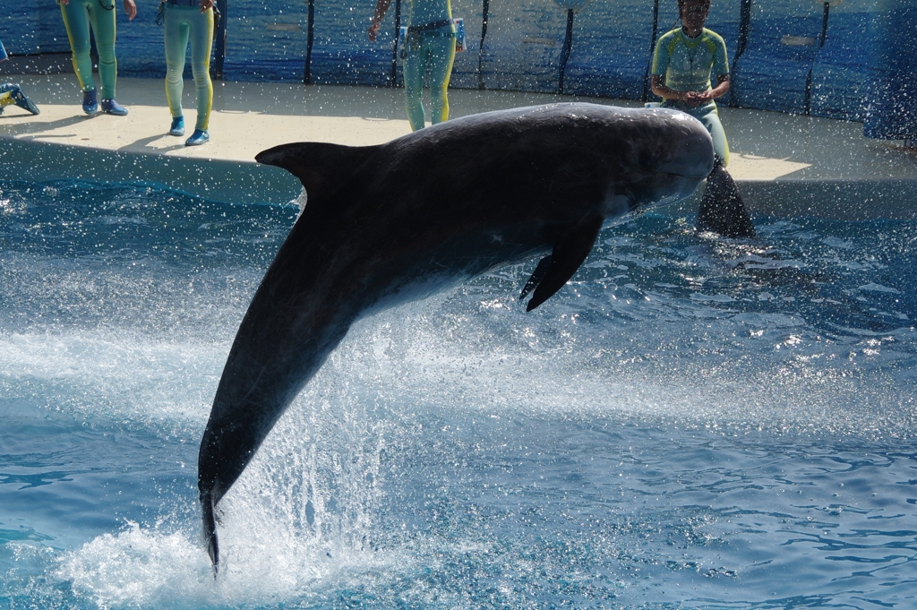 江ノ島水族館にて