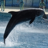 江ノ島水族館にて