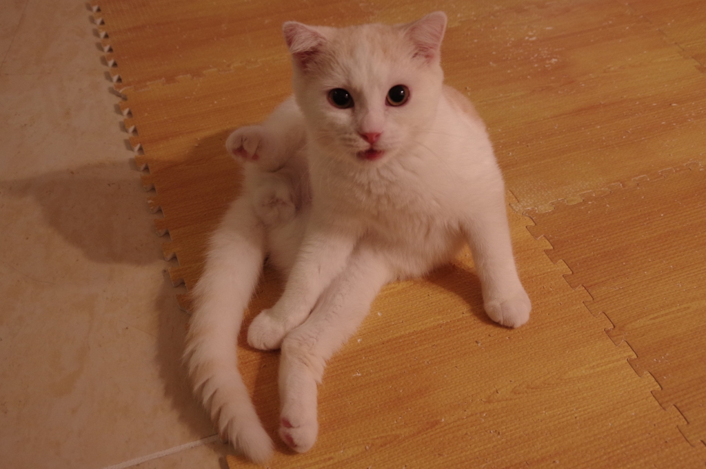 猫カフェにて