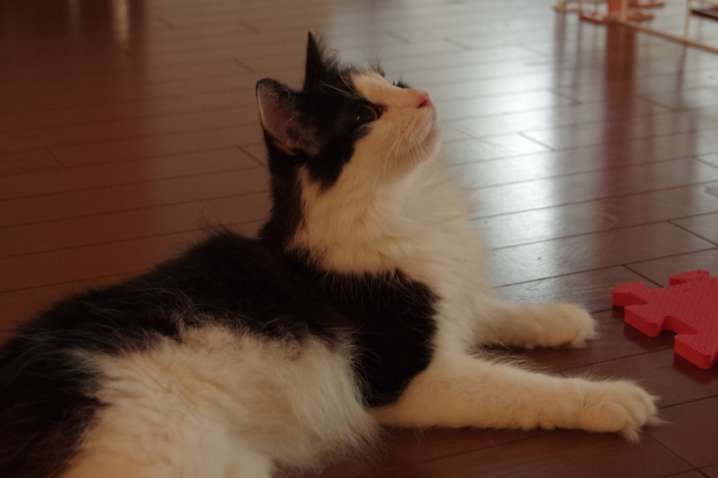 猫カフェにて