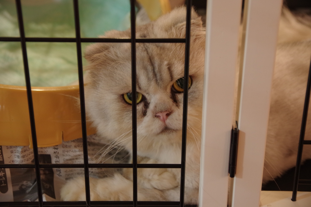 猫カフェにて