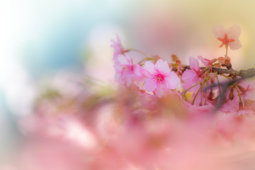 春の首飾り*¨*•.¸¸⋆*✩