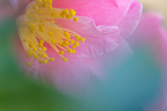 いいとこの山茶花です❣️