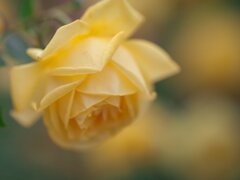 もう最後の薔薇ですね❣️❣️