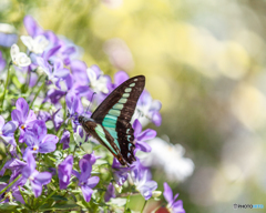 大船フラワーガーデンにて