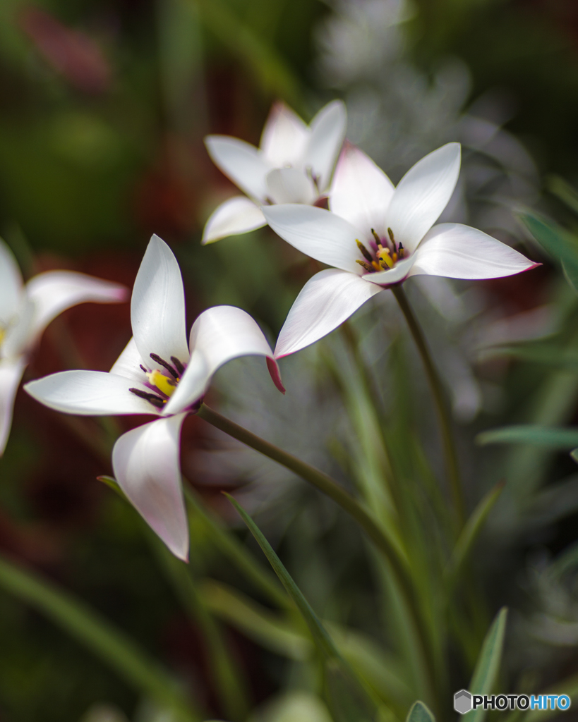 たぶん ハナニラ 自信ないけど、、