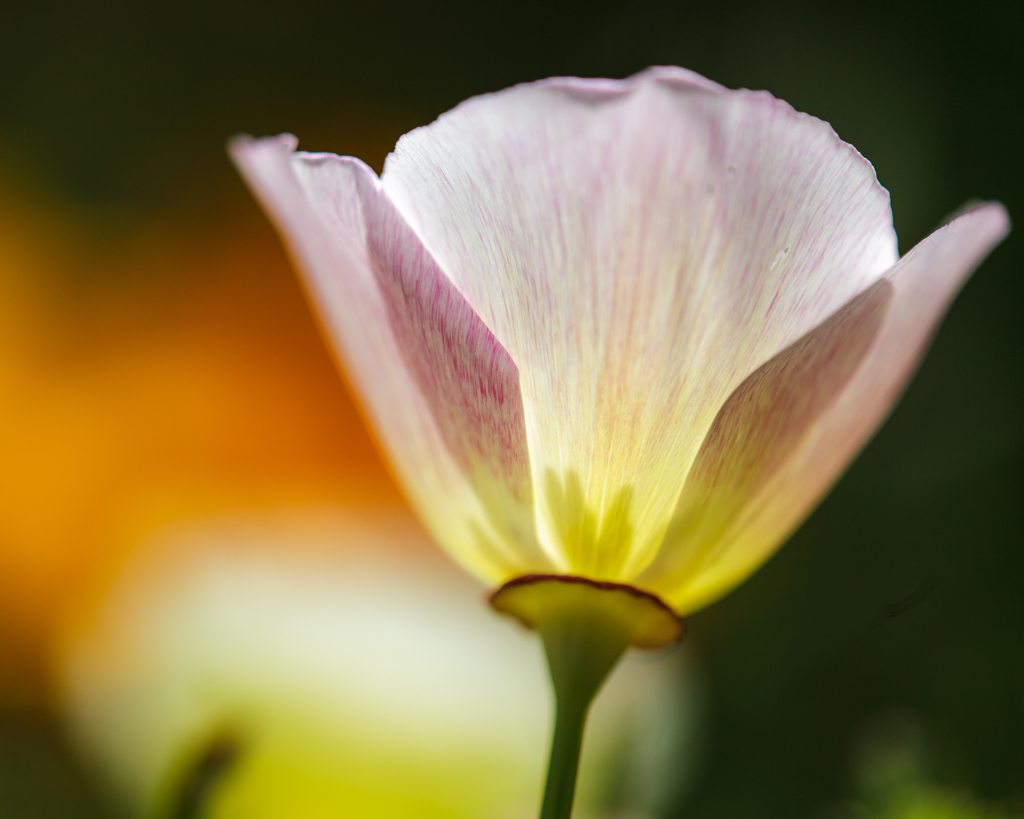 お花のランプ❣️