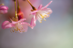 三浦海岸河津桜の下見❣️