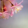 三浦海岸河津桜の下見❣️