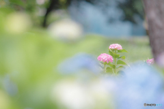 紫陽花のお見送り❣️