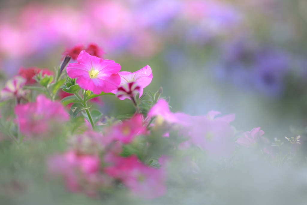 苦しい時のペチュニア花壇頼み❣️