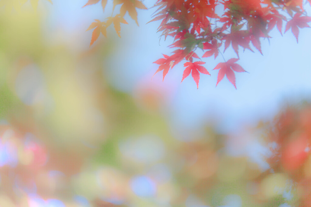 秋色毛布*ﾟ✲☆✨