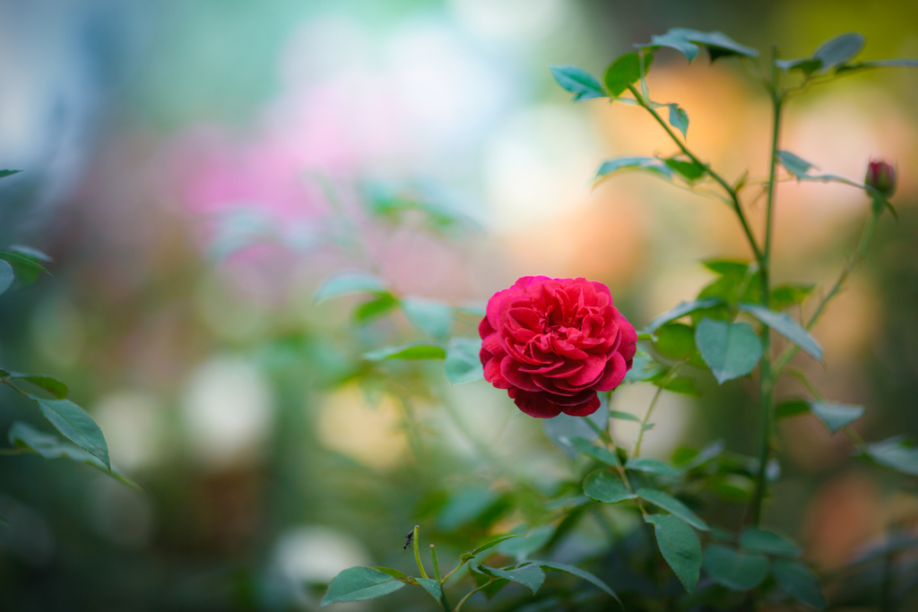 まだ薔薇が綺麗に咲いてましたよ✨