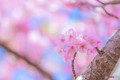 河津桜です❣️