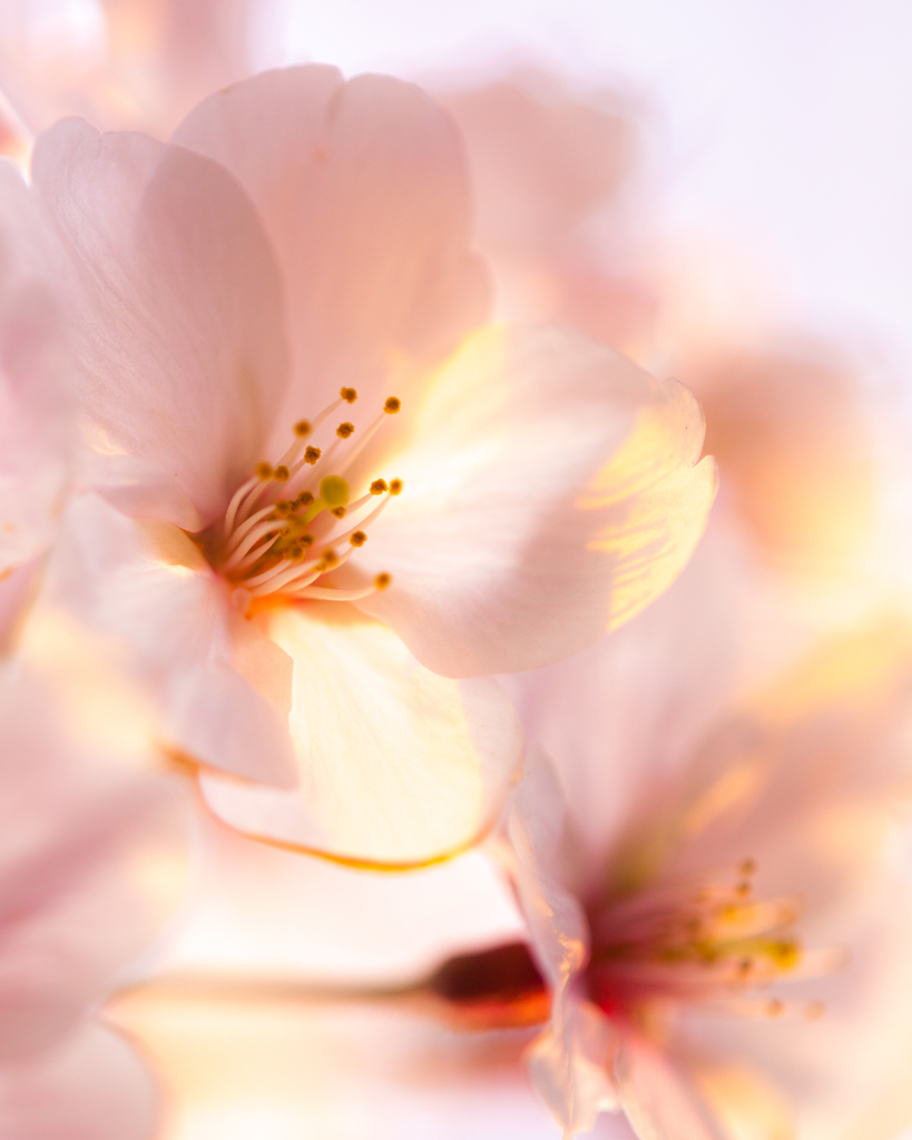 大岡川の桜です！
