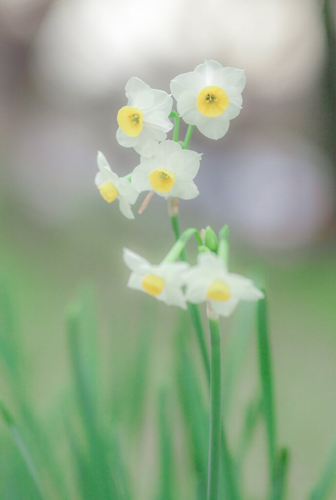 モデルさんみたいな水仙❣️