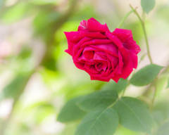 デビ夫人色の薔薇❣️