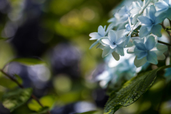 隅田の花火❣️