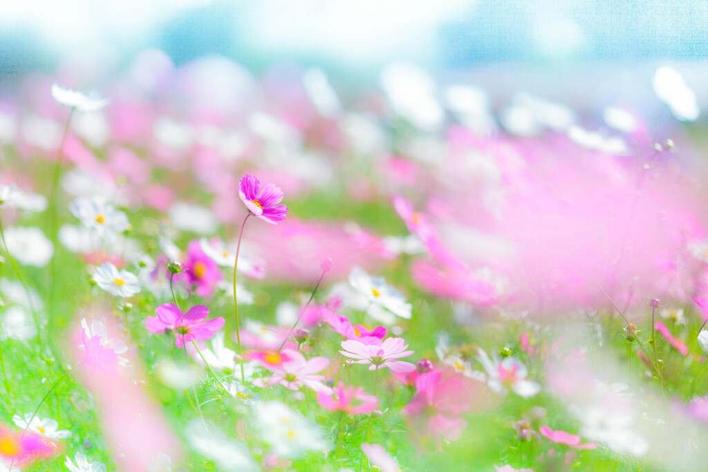 そよ風に乗って✨