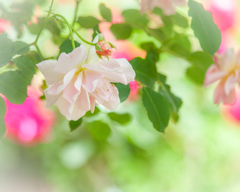 夏の扉❣️      ちょっと（早いか）、、