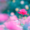まだ咲いてましたよ❣️