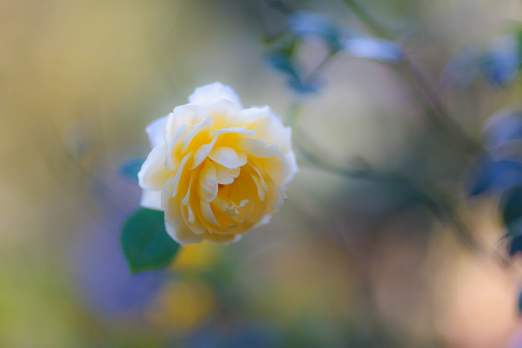 カピバラもとい秋葉原もとい秋薔薇✨