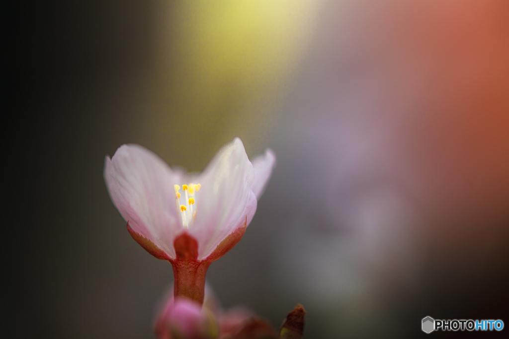 玉縄桜です❣️