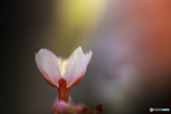 玉縄桜です❣️