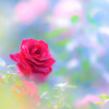 冬の陽だまり｡*:.◌˳˚