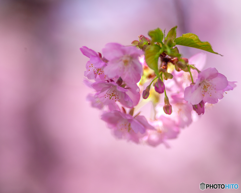サクラのシャンデリアです！