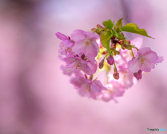 サクラのシャンデリアです！