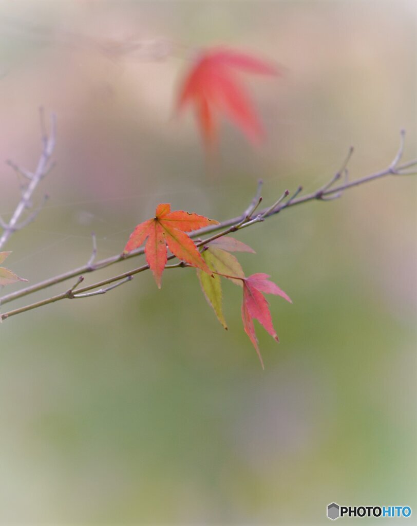 寂しくなって、、