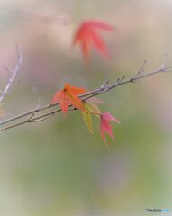 寂しくなって、、