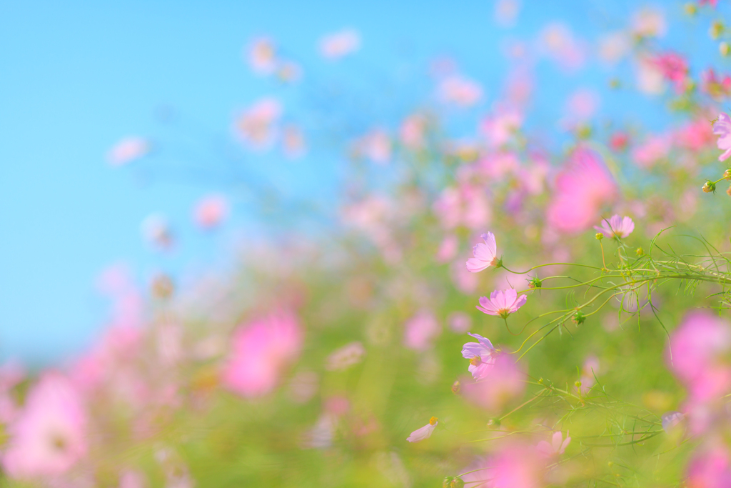 想いを天に✨